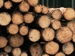 Madera