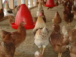 Gallinaza
